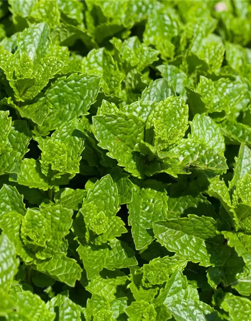 Mentha spicata 'Maroccan'