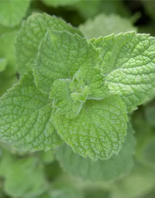 Mentha spicata 'Maroccan'