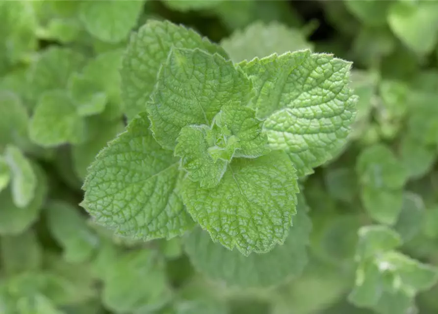 Mentha spicata 'Maroccan'