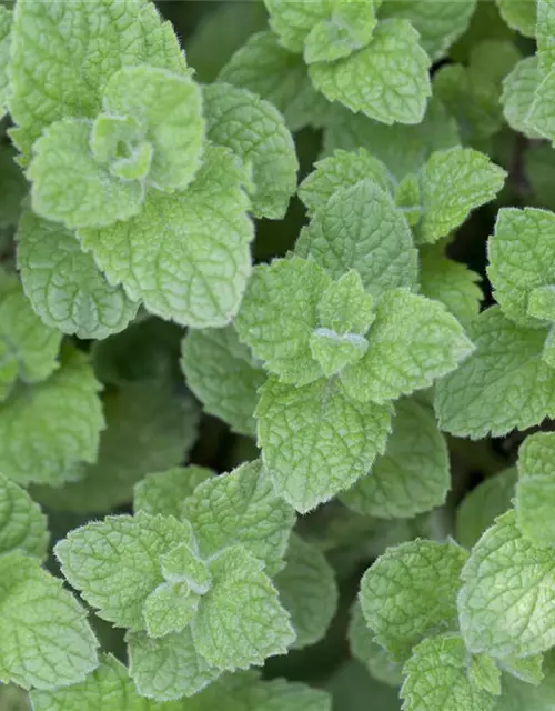 Mentha spicata 'Maroccan'