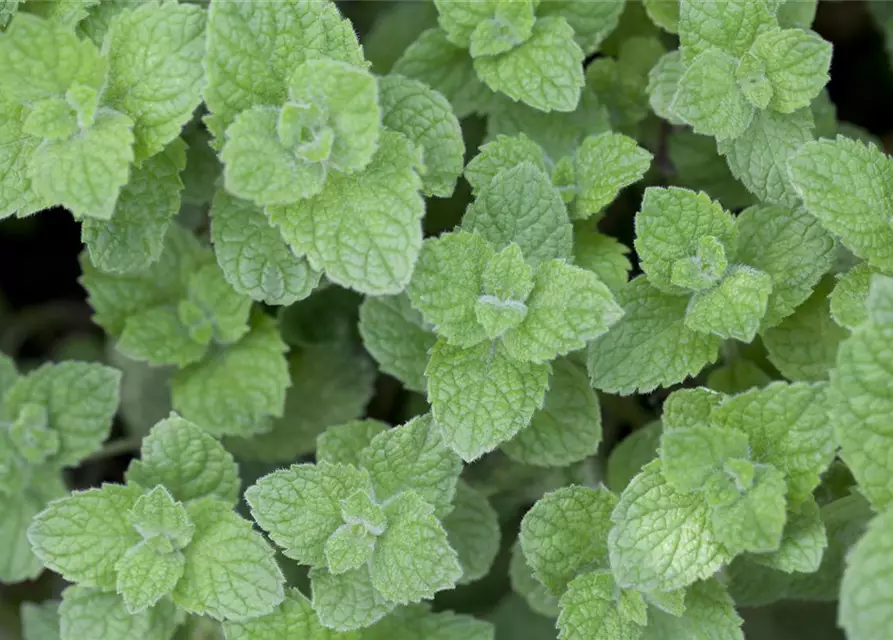 Mentha spicata 'Maroccan'