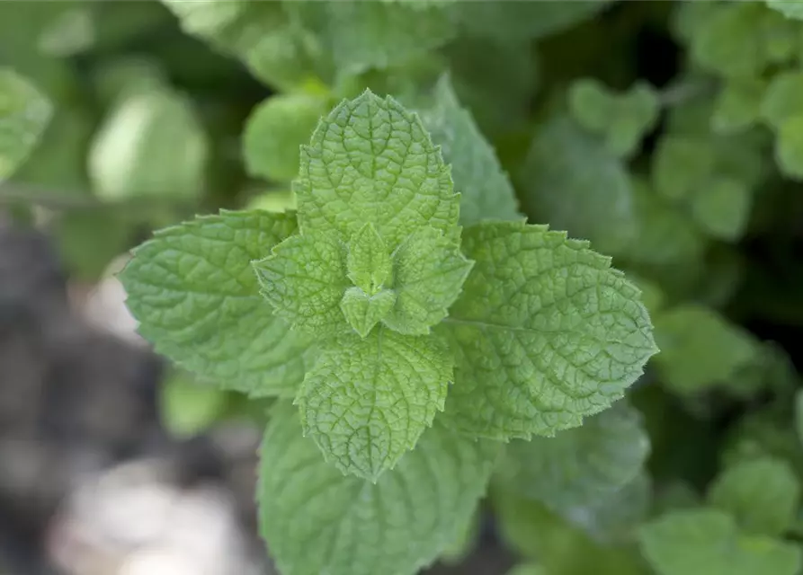 Mentha spicata 'Maroccan'