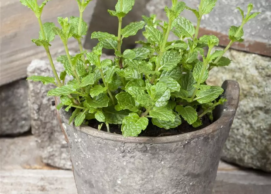 Mentha spicata 'Maroccan'