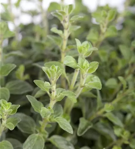 Origanum vulgare