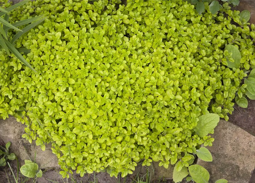 Origanum vulgare