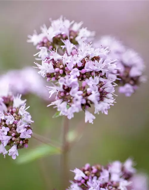 Origanum vulgare