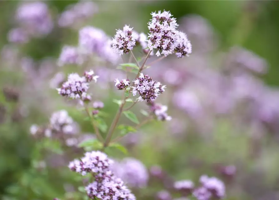 Origanum vulgare