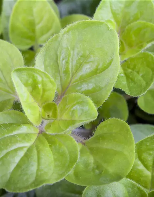 Origanum vulgare