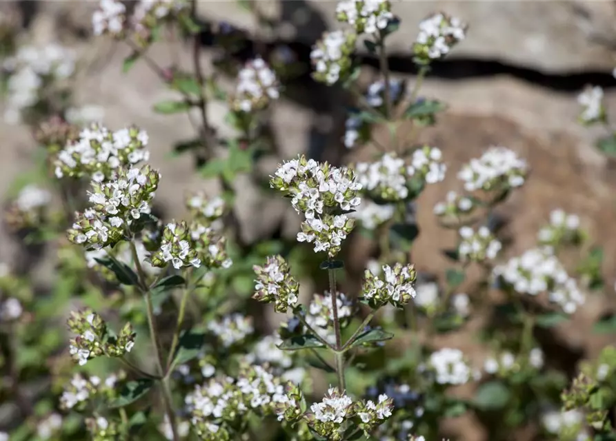 Origanum vulgare