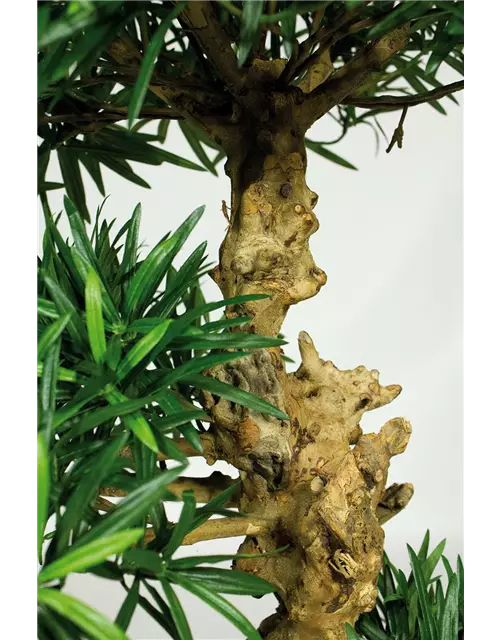 fleur ami PODOCARPUS BONSAI Kunstpflanze