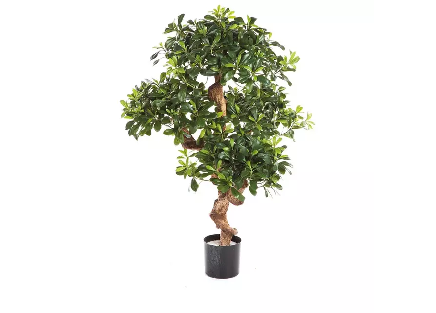 fleur ami PITTOSPORUM Kunstpflanze