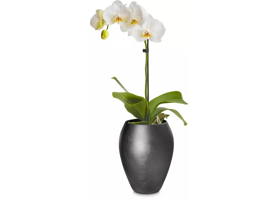 fleur ami ROYAL Orchideentopf