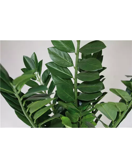 fleur ami ZAMIOCULCAS Kunstpflanze