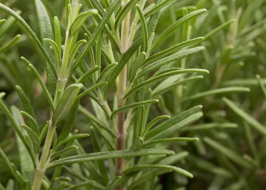 Rosmarinus officinalis