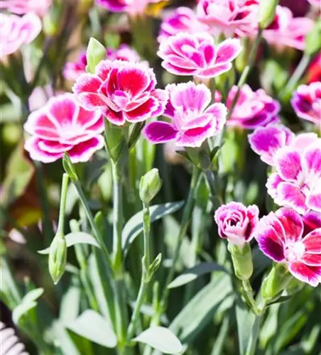 Dianthus 'Pink Kisses'®