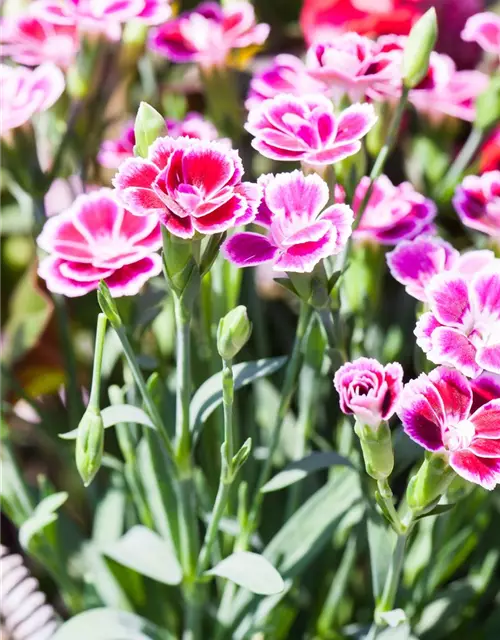 Dianthus 'Pink Kisses'®