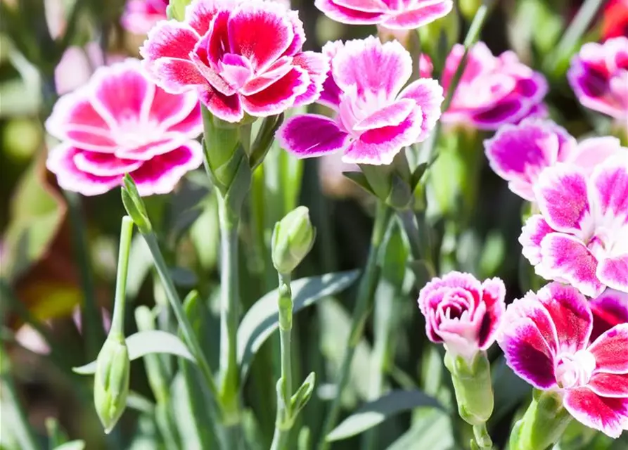 Dianthus 'Pink Kisses'®