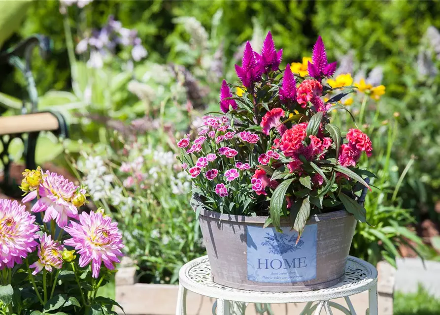 Celosia argentea