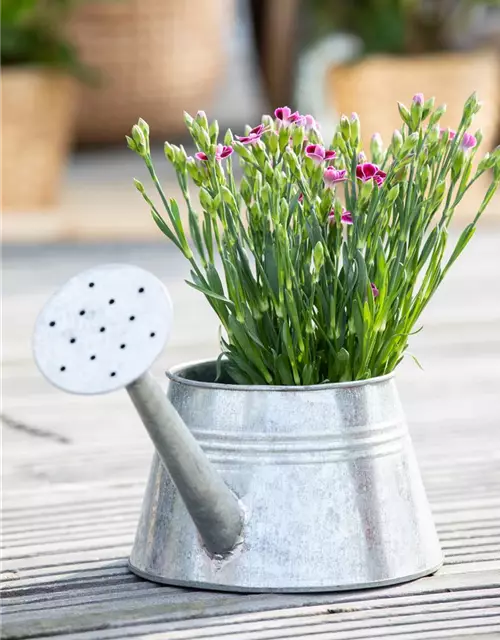 Dianthus 'Pink Kisses'®