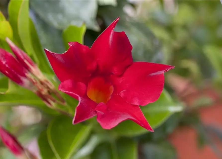 Mandevilla sanderi 'Sundaville'®