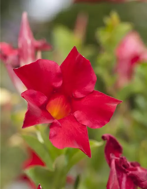 Mandevilla sanderi 'Sundaville'®