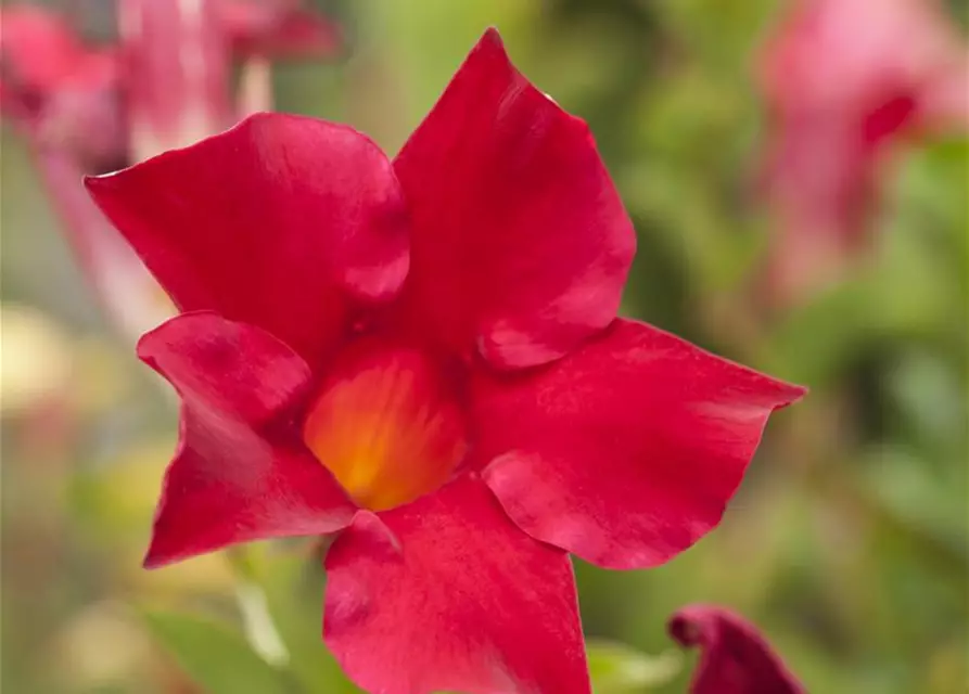 Mandevilla sanderi 'Sundaville'®