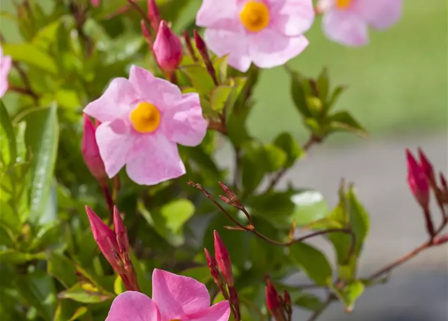 Mandevilla sanderi 'Sundaville'®