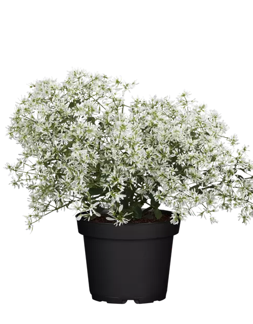 Euphorbia hypericifolia 'Diamond Frost'(s)