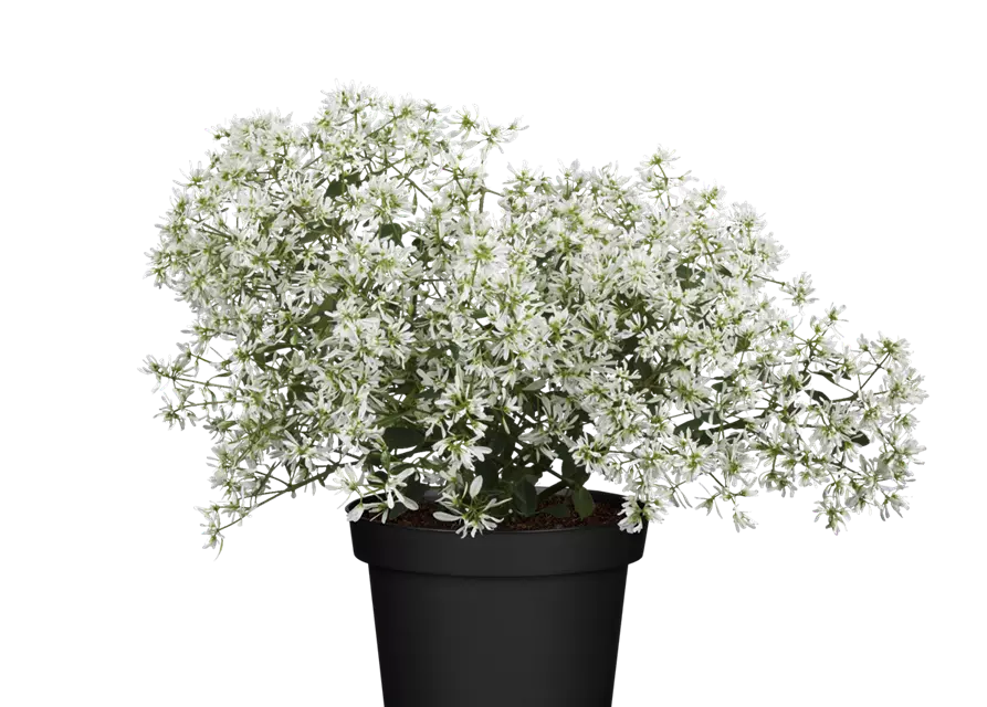 Euphorbia hypericifolia 'Diamond Frost'(s)