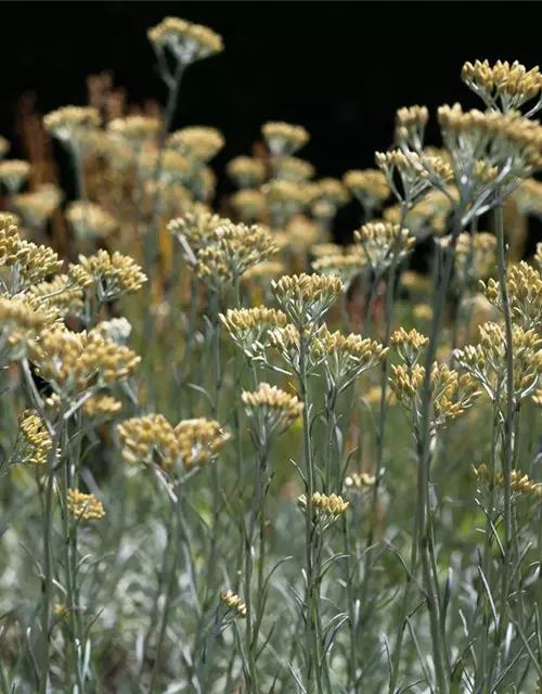 Helichrysum italicum