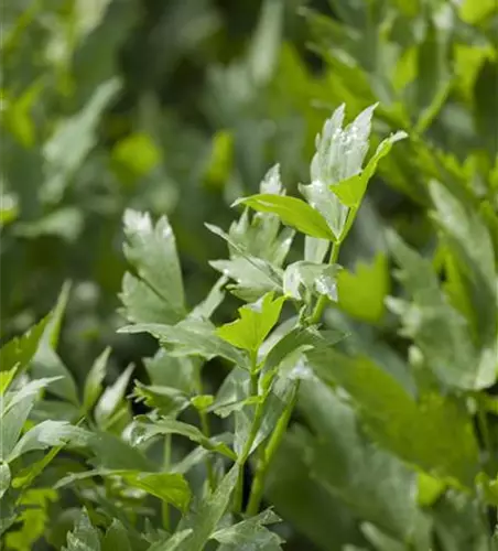 Levisticum officinale