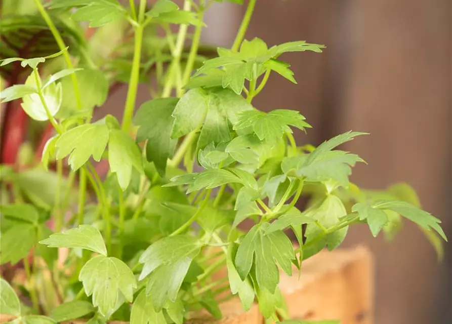 Levisticum officinale