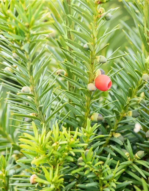 Taxus x media 'Hicksii'