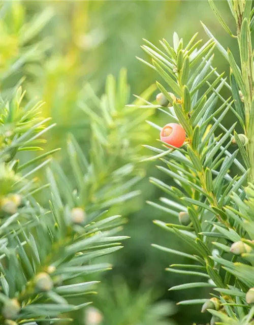 Taxus x media 'Hicksii'