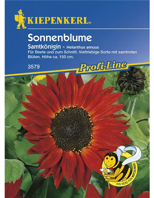 Helianthus Samtkoenigin