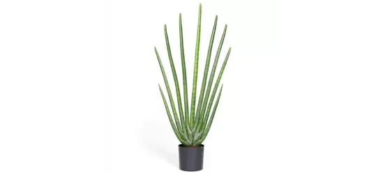 fleur ami SANSEVIERIA CYLINDRICA Kunstpflanze