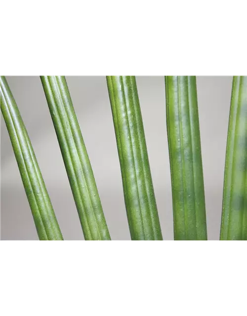 fleur ami SANSEVIERIA CYLINDRICA Kunstpflanze