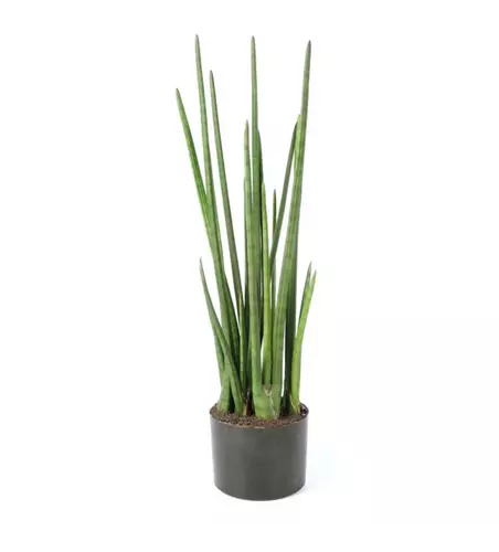 fleur ami SANSEVIERIA CYLINDRICA Kunstpflanze