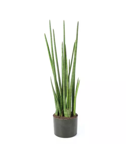 fleur ami SANSEVIERIA CYLINDRICA Kunstpflanze