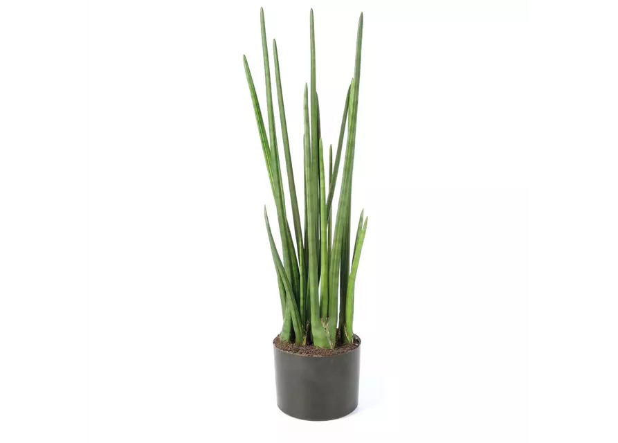 fleur ami SANSEVIERIA CYLINDRICA Kunstpflanze