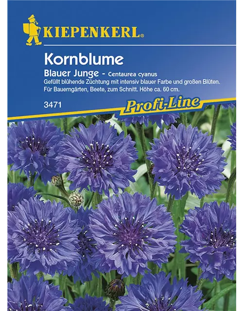 Centaurea Blauer Junge