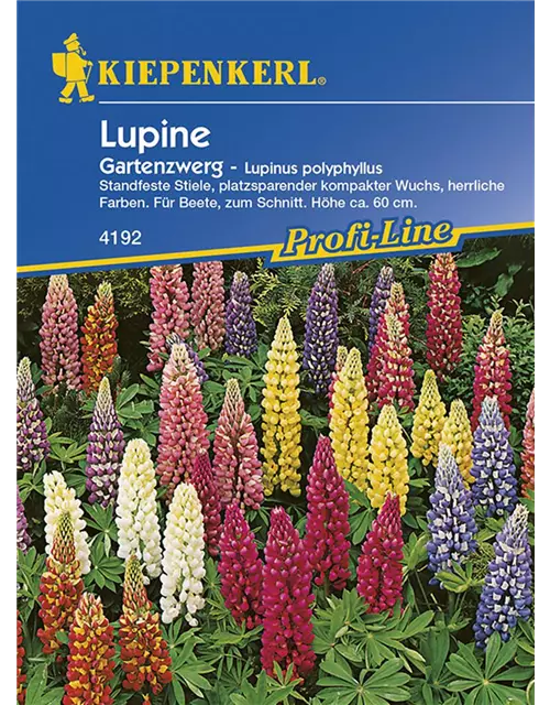 Lupinus pol. Gartenzwerg