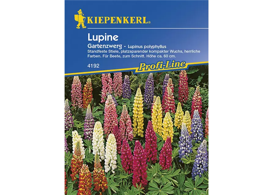 Lupinus pol. Gartenzwerg