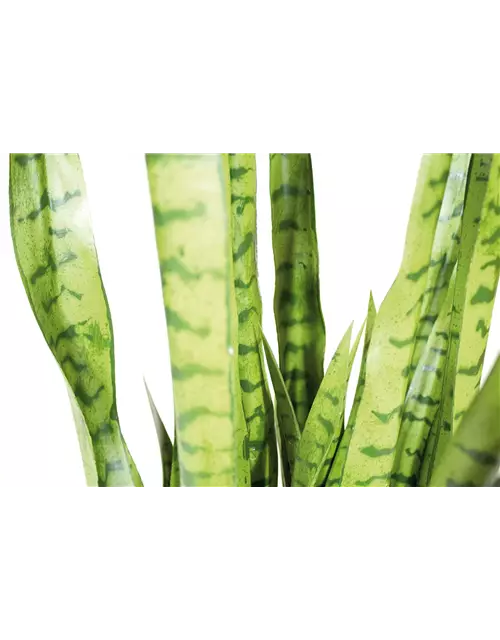 fleur ami SANSEVIERIA EXTRA Kunstpflanze