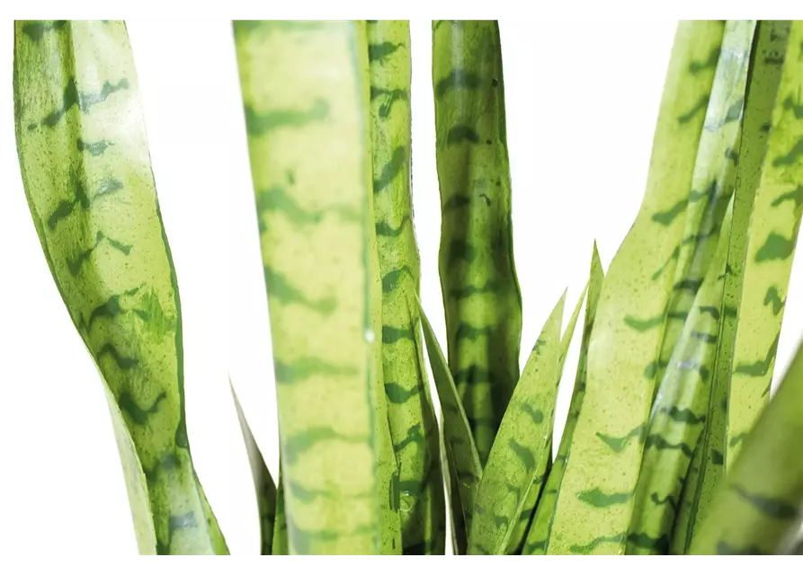 fleur ami SANSEVIERIA EXTRA Kunstpflanze