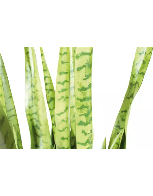 fleur ami SANSEVIERIA EXTRA Kunstpflanze