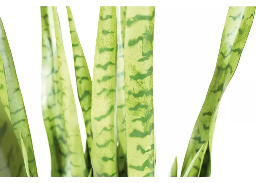 fleur ami SANSEVIERIA EXTRA Kunstpflanze