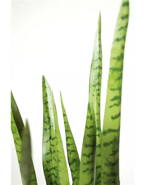 fleur ami SANSEVIERIA EXTRA Kunstpflanze