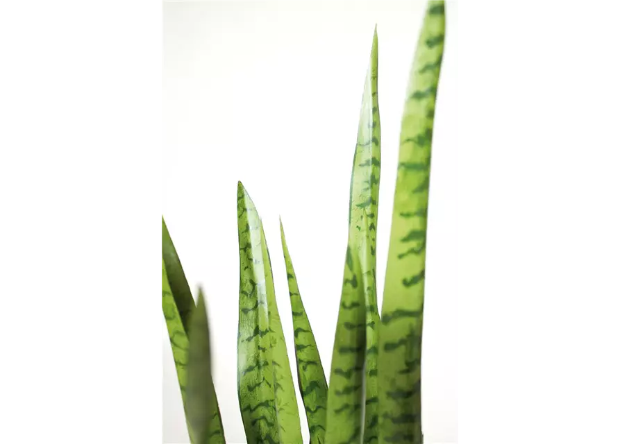 fleur ami SANSEVIERIA EXTRA Kunstpflanze