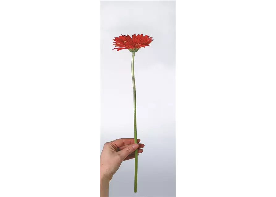 fleur ami GERBERA Abschnitte